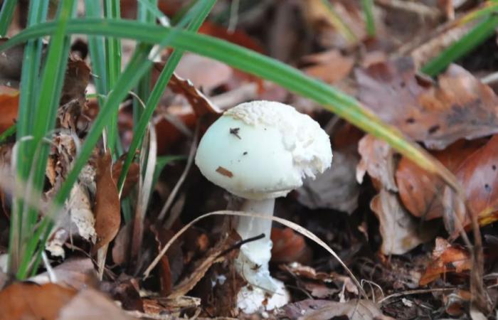 35 grammes d’Amanita phalloides peuvent vous tuer en Suisse