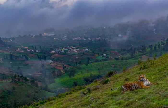 Découvrez quelques-unes des photos gagnantes de l’édition 2024 du Wildlife Photographer of the Year