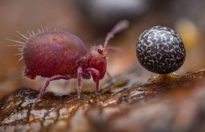 Découvrez quelques-unes des photos gagnantes de l’édition 2024 du Wildlife Photographer of the Year