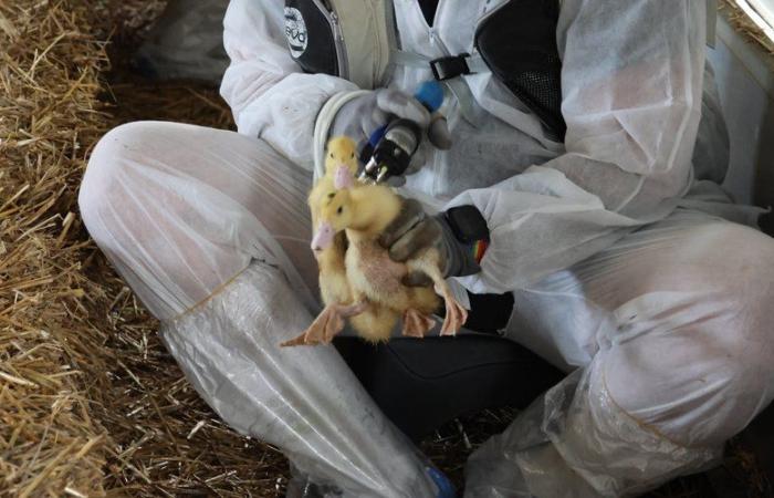 la deuxième campagne de vaccination contre la grippe aviaire a commencé pour les éleveurs de canards