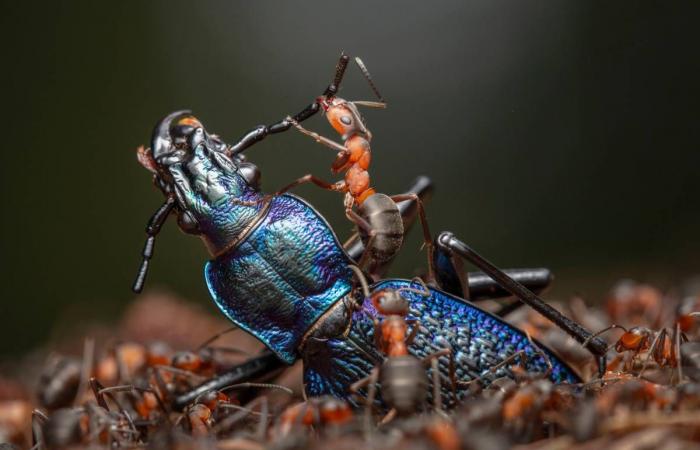 Découvrez quelques-unes des photos gagnantes de l’édition 2024 du Wildlife Photographer of the Year