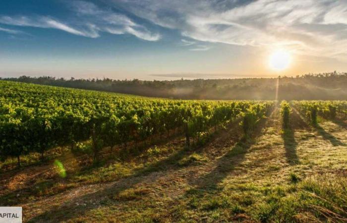 des bouteilles de vin vendues 5 centimes après la liquidation d’un château