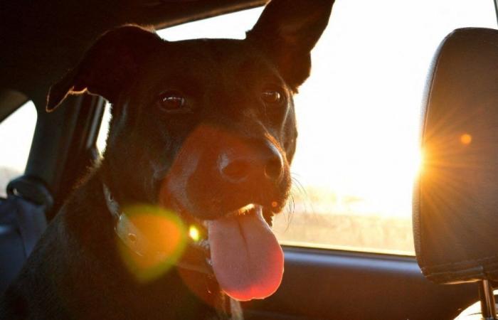 Dans le Morbihan, le voleur repart avec la Twingo et le chien dans la voiture