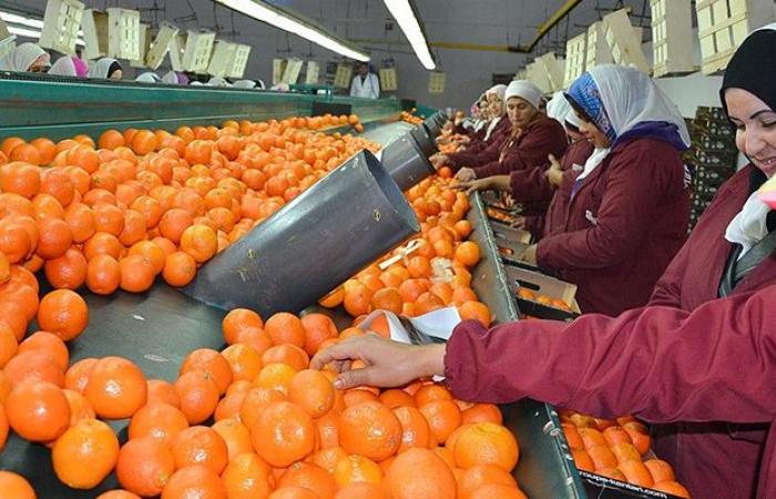 Vers la reprise des exportations marocaines de mandarines