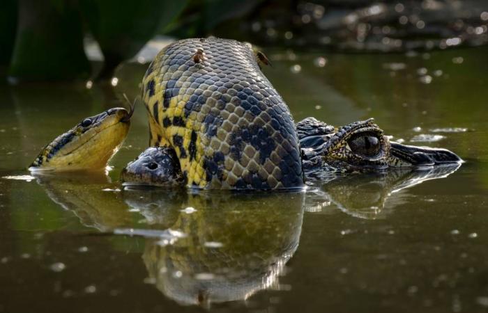 Découvrez quelques-unes des photos gagnantes de l’édition 2024 du Wildlife Photographer of the Year