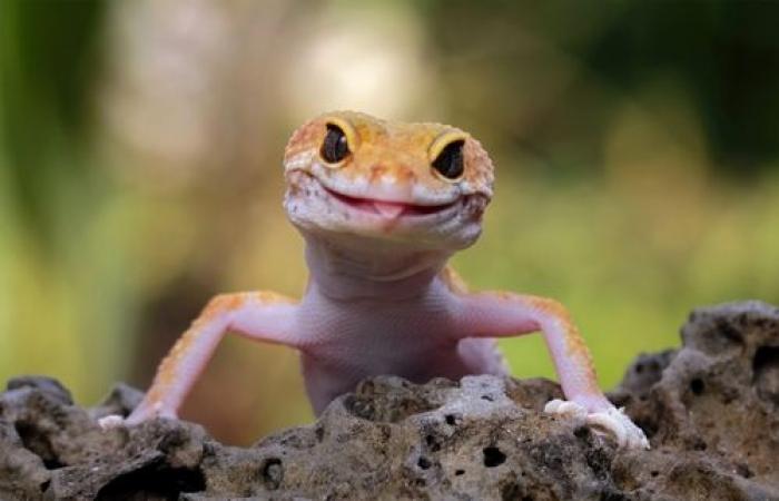 Les scientifiques découvrent que ce reptile possède un sixième sens, une découverte qui pourrait élargir les connaissances sur la perte auditive chez l’homme