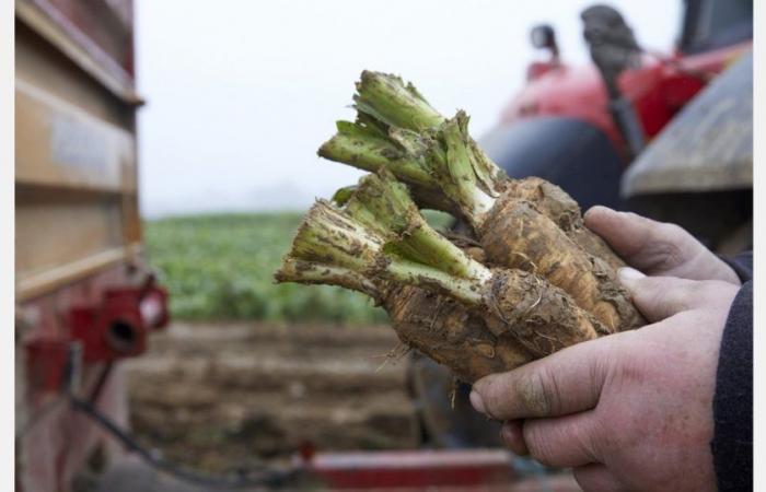 « La baisse de l’offre et les prix élevés de la culture hydroponique ont un impact sur le marché des endives des champs »