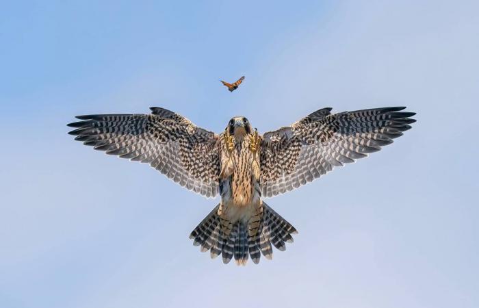 Découvrez quelques-unes des photos gagnantes de l’édition 2024 du Wildlife Photographer of the Year