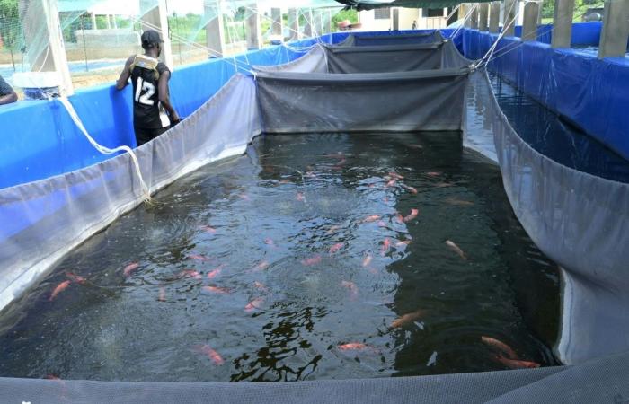 Miser sur l’aquaculture pour garantir la souveraineté alimentaire du pays, un chantier de longue haleine