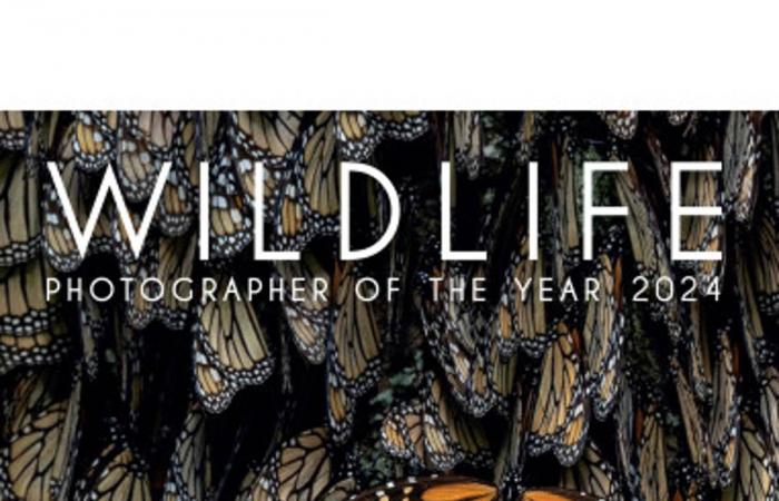 Découvrez quelques-unes des photos gagnantes de l’édition 2024 du Wildlife Photographer of the Year