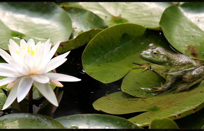 Collectionneur de plantes et grand donateur