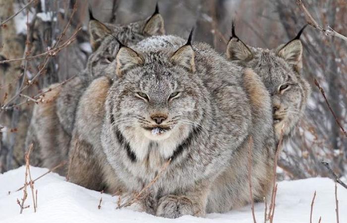 Une image de têtards remporte le prix du photographe animalier de l’année