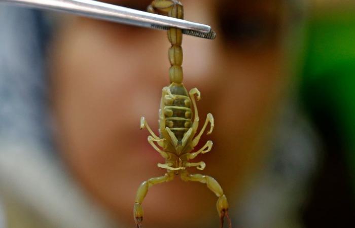 une étudiante trouve un scorpion dans son colis Shein