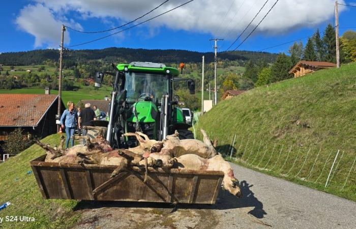 des attaques de loups déciment une vingtaine de moutons en deux nuits en Haute-Savoie