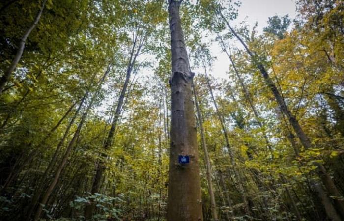 L’état des forêts en France se dégrade à cause du réchauffement climatique