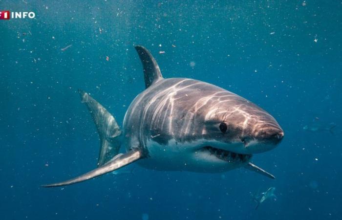 Le corps d’un plongeur américain retrouvé dans l’estomac d’un requin