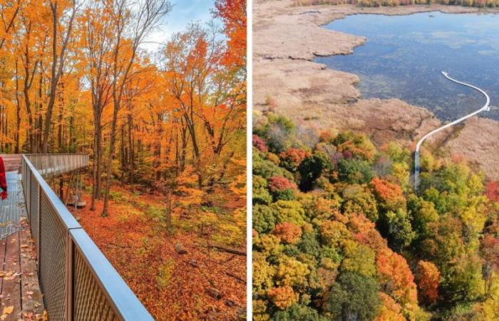 8 sentiers avec passerelles à 2 heures ou moins de Montréal pour des balades magiques cet automne