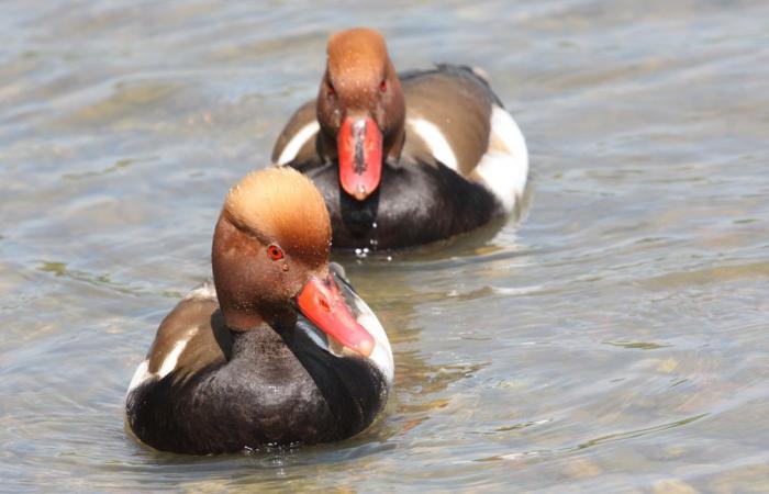 C’est la Journée mondiale des oiseaux migrateurs