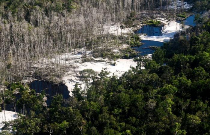 Les incendies au Brésil ont ravagé une superficie plus grande que la Biélorussie