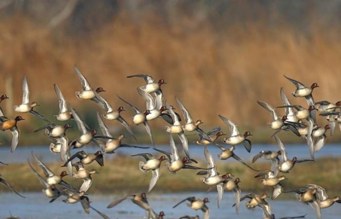 C’est la Journée mondiale des oiseaux migrateurs