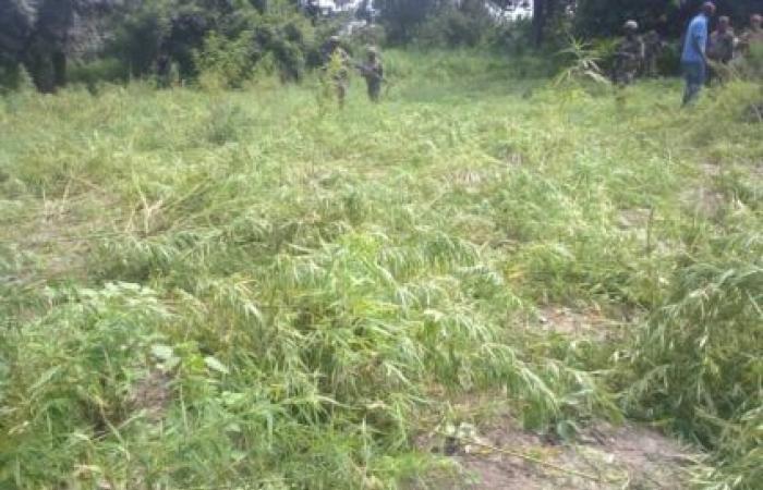 L’armée détruit plus de 50 hectares de champs de chanvre indiens (Photos)