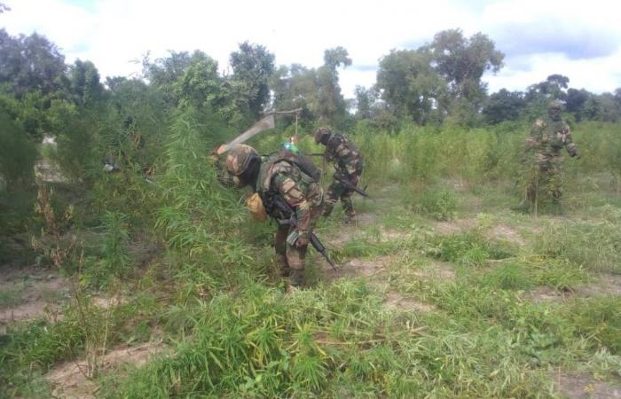 L’armée détruit plus de 50 hectares de champs de chanvre indiens (Photos)