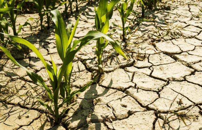 Journée de sensibilisation à Nabeul sur le stress hydrique