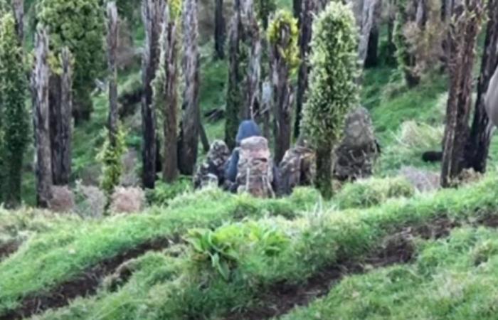 Disparus depuis trois ans, un père néo-zélandais et ses trois enfants aperçus en pleine nature en tenue de camouflage