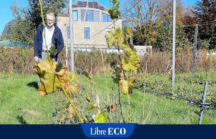 La météo, un trouble-fête pour les vignerons belges ? “Je n’ai pas encore récolté un seul raisin.”