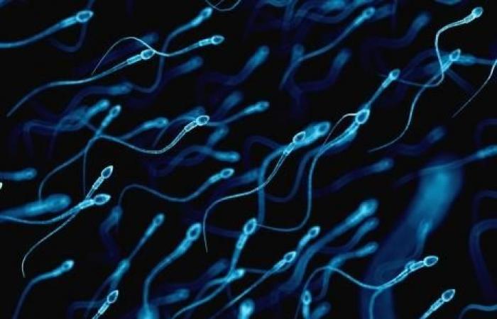 des spermatozoïdes défectueux doubleraient le risque de pré-éclampsie