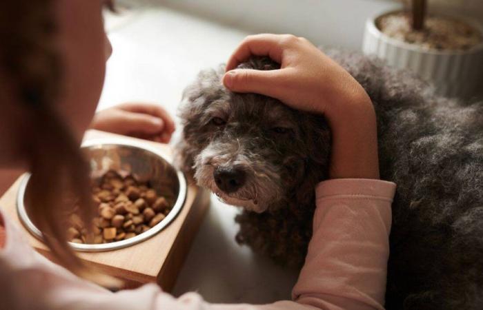 12% de remise immédiate en octobre pour chouchouter votre animal