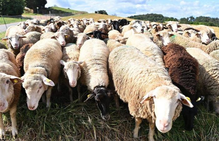 A Saint-Martin-de-Crau, un élevage de moutons attaqué par un loup