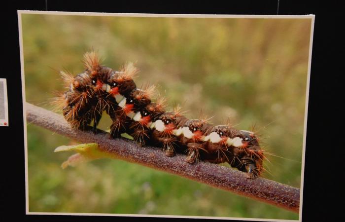 Une exposition sur la nature sauvage à ne pas manquer ! – info-chalon.com