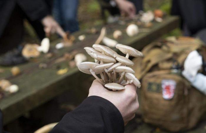 Retour sur quelques idées pour cueillir des champignons en toute sécurité