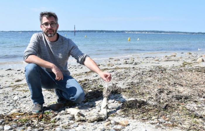 une microalgue inconnue à l’origine des échouages ​​fin août dans le Finistère