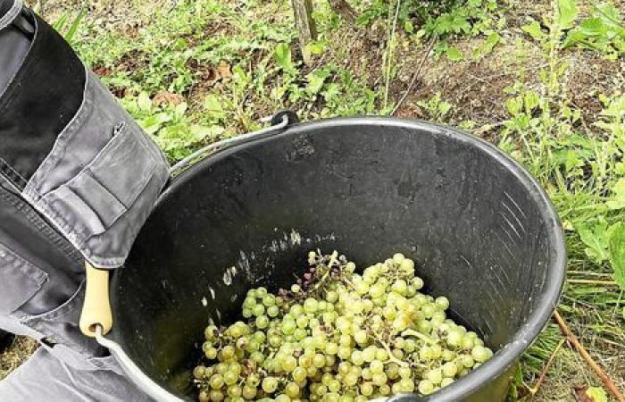 Quels enjeux pour le vignoble du Golfe du Morbihan ?