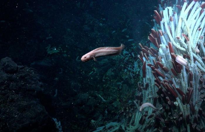 Sous les fonds marins, un monde grouillant de vie