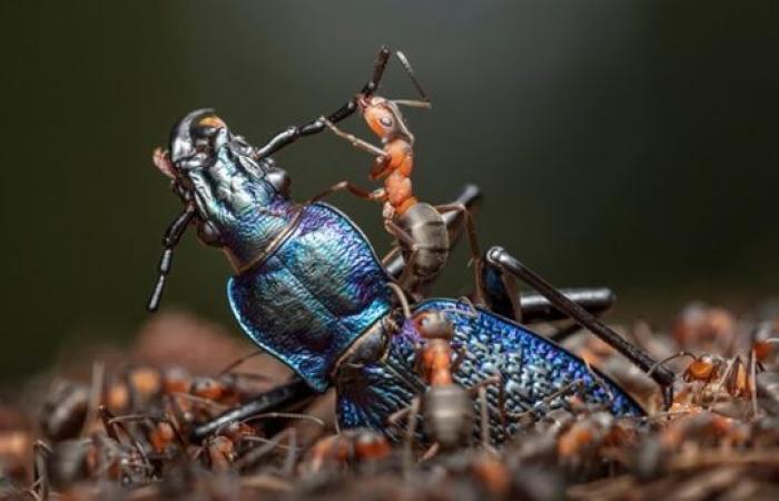 Voici les plus belles photos d’animaux de 2024