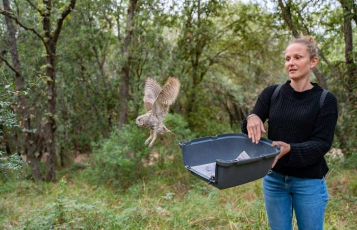 Après avoir été soignés, quatre jeunes chouettes ont pu prendre leur envol à Valbonne