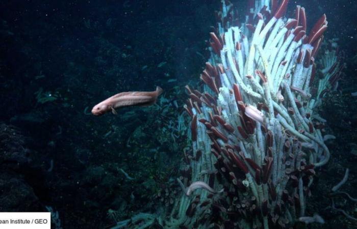 Des vers géants pullulent sous la croûte terrestre, dans les profondeurs de l’océan