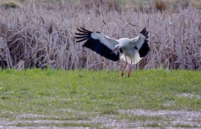 Environnement. La Haute-Loire, future terre d’asile des cigognes ?