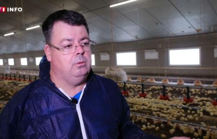 le cri d’alarme des éleveurs de poulets français