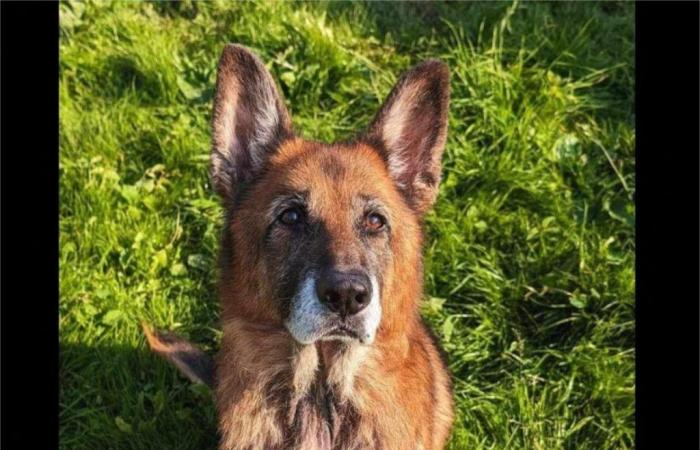 Looky, le chien maltraité récupéré en Seine-Maritime, est décédé malgré sa nouvelle vie