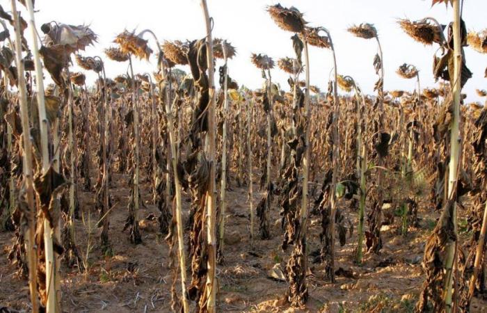 En Charentes, le désarroi et la colère imprègnent tous les pans du monde agricole