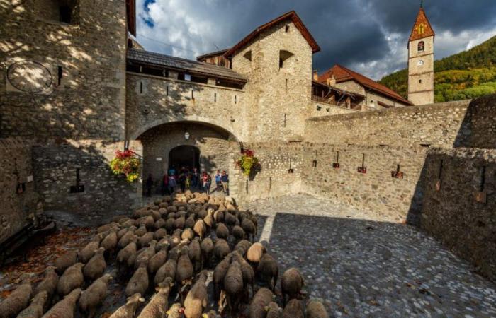 Alpes-de-Haute-Provence. The transhumance festival on October 19 and 20 in Colmars-les-Alpes