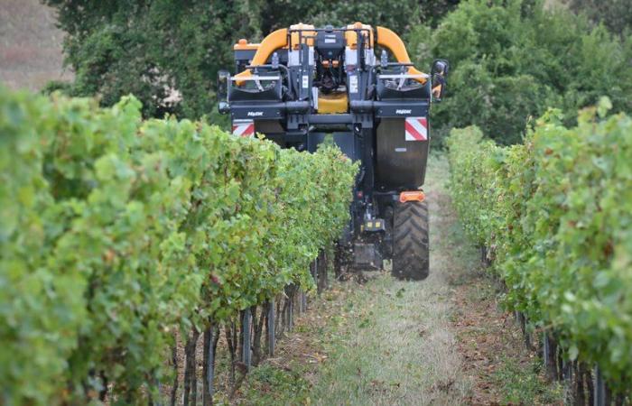 “La plus faible récolte de la dernière décennie”, en l’absence de volumes, les vignerons gersois misent sur les qualités du millésime