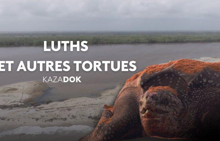 Luths et autres tortues – Documentaire en replay