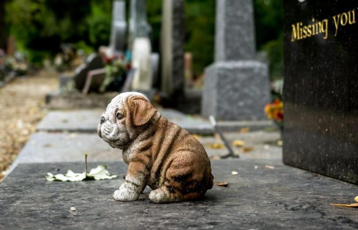 un premier cimetière animalier ouvrira en Isère en 2025