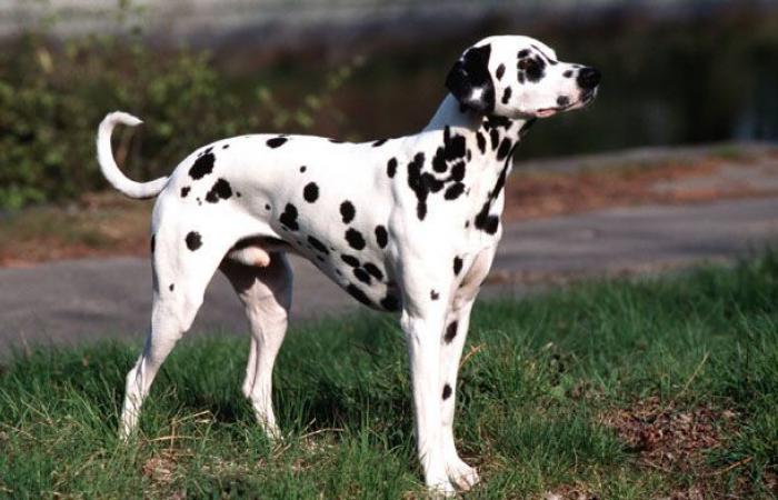 Appels aux dons pour 62 dalmatiens collectés par la SPA