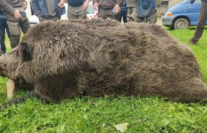 Un sanglier de 180 kg capturé lors d’une chasse en battue en Ille-et-Vilaine